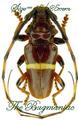 Cerambycidae : Trachyderes succinctus