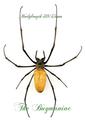 Arachnidae : Spiders ssp 7 Java