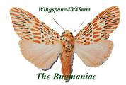 Arctidae : Barsine orientalis bigamica