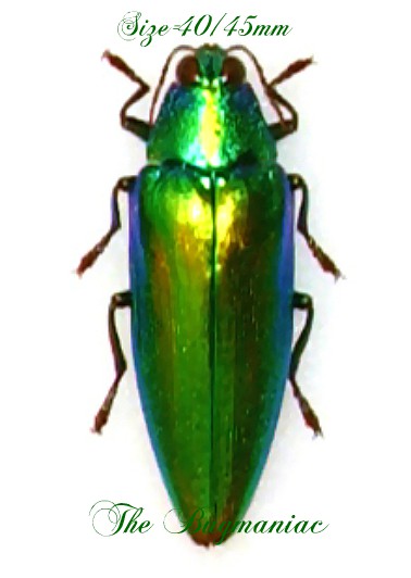 Buprestidae : Chrysochroa weyersi