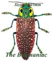 Buprestidae : Lampropepla rothschildi PAIR