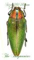 Buprestidae : Steraspis calida