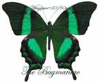 Papilionidae : Achillides palinurus daedalus