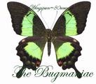 Papilionidae : Achillides palinurus vega