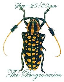 Cerambycidae : Aristobia approximator