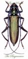 Cerambycidae : Aromia moschata 25mm