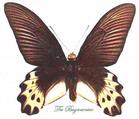 Papilionidae : Atrophaneura priapus priapus