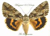 Noctuidae : Catocala neogama