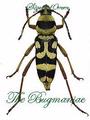 Cerambycidae : Chlorophorus varius 10mm set 5