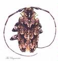 Cerambycidae : Dryoctenes scrupulosus