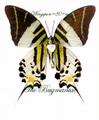 Papilionidae : Graphium androcles androcles