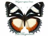 Nymphalidae : Hypolimnas dexithea