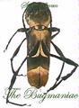 Cerambycidae JRS : Neoclytus olivaceus 12mm