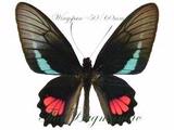 Papilionidae : Parides lysander brissonius Pair