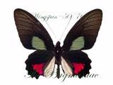Papilionidae + BG : Parides vertumnus
