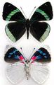 Nymphalidae : Perisama albipennis