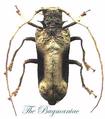 Cerambycidae : Petrognata gigas  50/55mm