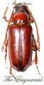 Cerambycidae JRS : Pseudopathocerus humboldti