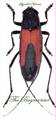 Cerambycidae : Purpurescens budensis