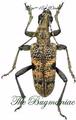 Cerambycidae : Rhagium mordax SET 4