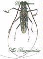 Cerambycidae + JRS : Taeniotes boliviensis