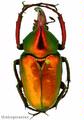 Cetonidae : Theodosia rodriguezi