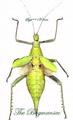 Phasmidae : Heteropteryx dilitata female