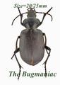 Carabidae SC : Calosoma vagans