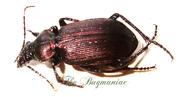 Carabidae SC : Calosoma argentinensis