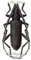 Cerambycidae : Cerambyx scopolii