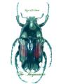 Cetonidae : Pygora ornata