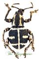 Curculionidae : Neopyrgops banksi
