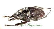 Lucanidae  SC : Chiasognathus mniszechii