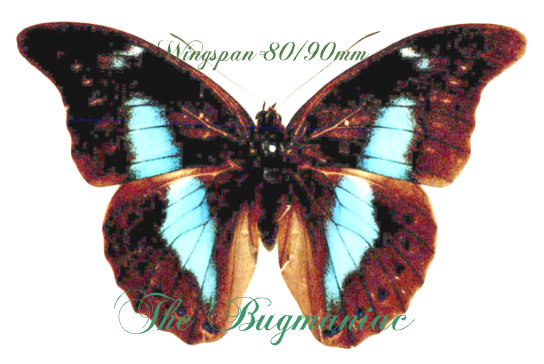 Nymphalidae : Archaeoprepona phaedra phaedra