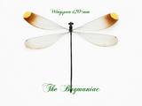 Odonata : Microstigma rotundatum  120mm wingspan