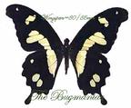 Papilionidae : Papilio hesperus