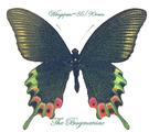 Papilionidae : Achillides hermeli