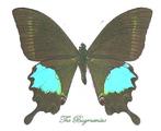 Papilionidae : Achillides paris tenggerensis