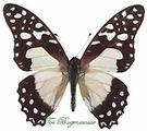 Papilionidae : Graphium angolanus set 2