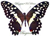 Papilionidae : Papilio demodocus set 25