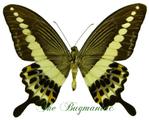 Papilionidae :Papilio demolion