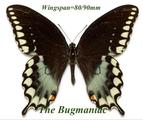 Papilionidae : Papilio troilus fakahatcheensis