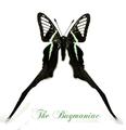 Papilionidae RS : Lamproptera meges meges