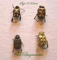 Scarabidae: Small golden metallic scarab set 4 SUPERB
