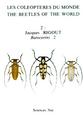 Rigout, J.: Beetles of the world 2. Batocerini 2 (Cerambycidae)