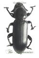 Tenebrionidea :Pycnocerus sp Tanzania Masasi Lukeledli set 5