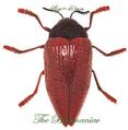 Buprestidae : Sternocera hildebrandti
