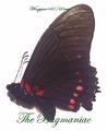 Papilionidae : Mimoides xeniades tabaconas set 2