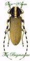 Cerambycidae : Agapanthia kirbyi