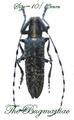 Cerambycidae : Agapanthia villaviridescens